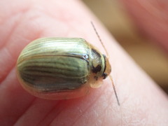 Paropsisterna bimaculata