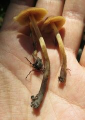 Kuehneromyces lignicola