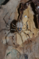 Herennia multipuncta