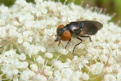 Chrysogaster solstitialis