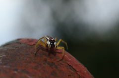 Epocilla