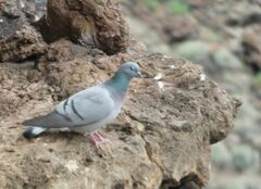 Columba rupestris