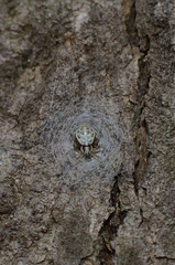 Herennia multipuncta