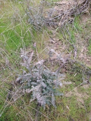 Astragalus trichopodus antisellii