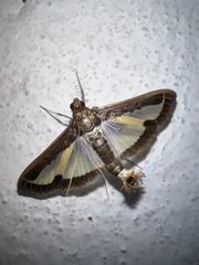 Diaphania elegans