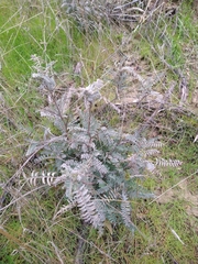 Astragalus trichopodus antisellii