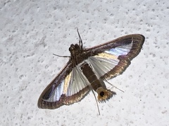 Diaphania elegans