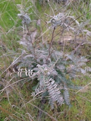 Astragalus trichopodus antisellii