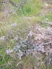 Astragalus trichopodus antisellii