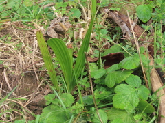 Trachycarpus fortunei