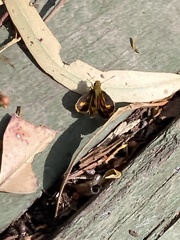 Taractrocera papyria