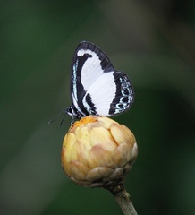 Psychonotis caelius