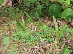 Trachycarpus fortunei