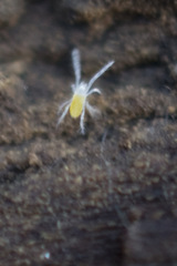 Rhagidiidae