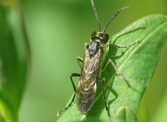 Tenthredo solitaria