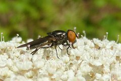 Chrysogaster solstitialis