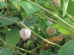 Physalis peruviana