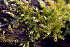 Brachytheciastrum velutinum