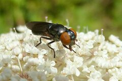 Chrysogaster solstitialis