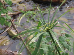 Cyperus alterniflorus