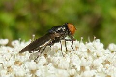 Chrysogaster solstitialis