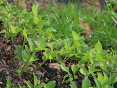 Tradescantia fluminensis
