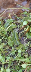 Marchantia polymorpha polymorpha