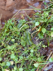 Marchantia polymorpha polymorpha