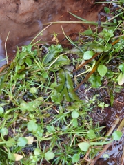 Marchantia polymorpha polymorpha