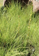 Satyrium parviflorum