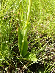 Satyrium parviflorum
