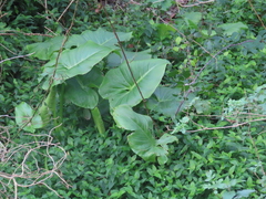 Tradescantia fluminensis