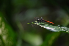 Lyriothemis cleis