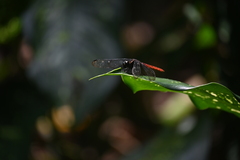 Lyriothemis cleis