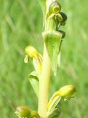 Satyrium parviflorum