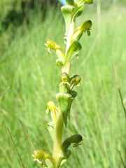 Satyrium parviflorum