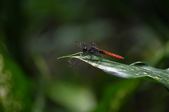 Lyriothemis cleis