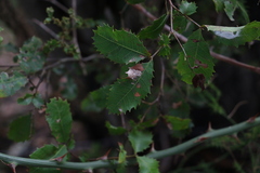 Alectryon subdentatus