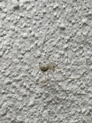 Cryptachaea gigantipes