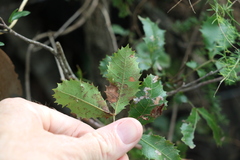 Alectryon subdentatus