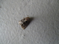 Oligia strigilis