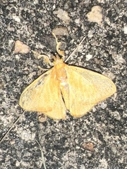 Dalceridae