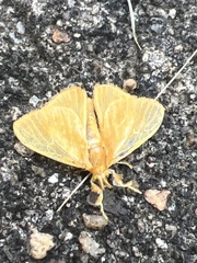 Dalceridae