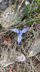 Iris histrio