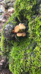 Agaricales