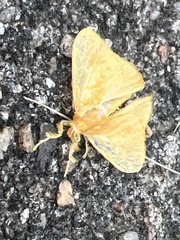 Dalceridae