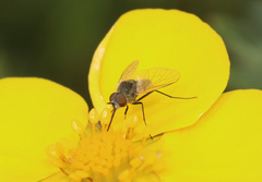 Phthiria canescens