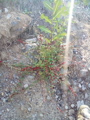Blitum virgatum