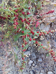 Blitum virgatum