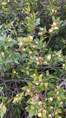Myrtus communis